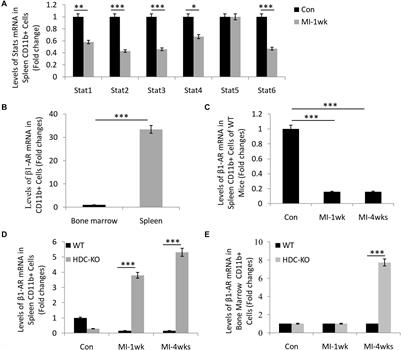 Disruption of STAT6 Signal Promotes Cardiac Fibrosis Through the Mobilization and Transformation of CD11b+ Immature Myeloid Cells